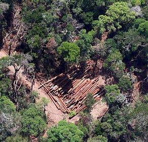 Desmatamento vai gerar até 90% de extinções na Amazônia em 40 anos