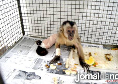 Cras realiza com sucesso cirurgia em filhote de macaco prego que teve fratura no fêmur