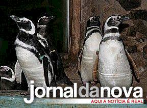 Nasce em Bauru o primeiro pinguim concebido em zoológico do País