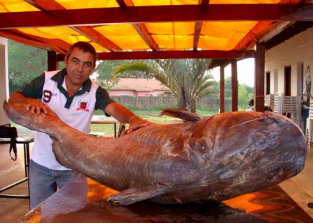 PMA taxidermiza Jaú de 72 kg capturado no rio Jauru