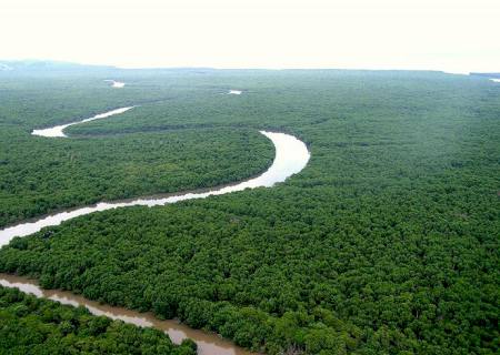 Pesquisa aponta que sobraram 8,5% da área original de Mata Atlântica