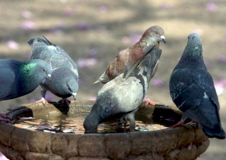 Cientistas estudam sobre a ''doença do pombo''