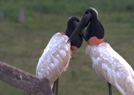 Fazendas unem turismo e atividade pecuária no Pantanal