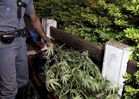 Professor de química é detido por plantar maconha em casa