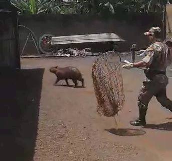 PMA captura capivara e mais oito animais