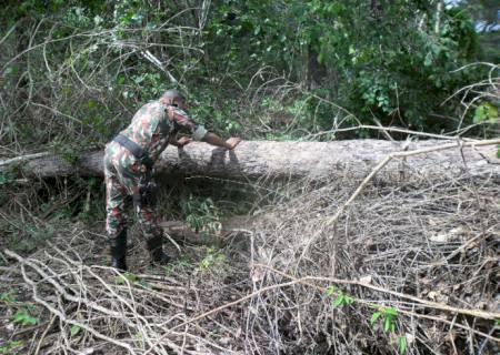 PMA autua fazendeiro por exploração ilegal de aroeira e desmatamento