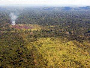 Desmatamento sobe 215% na Amazônia em 1 ano, diz ONG