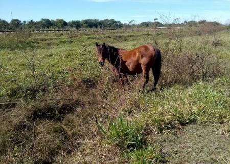 PMA autua agricultor por criar gado degradando nascentes