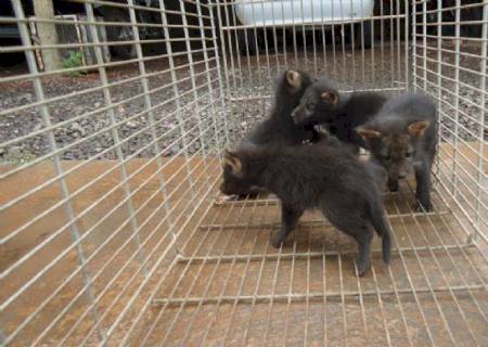 PMA recolhe 5 filhotes de cachorro do mato