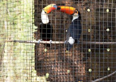 Em um ano, trabalho realizado pelo CRAS possibilita que 600 animais retornem à natureza