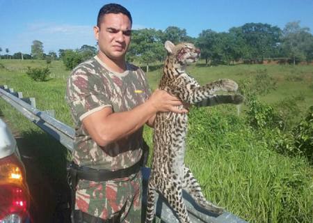 PMA recolhe segunda Jaguatirica atropelada em rodovia em menos de 15 dias