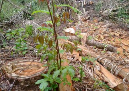 PMA autua fazendeiro por exploração ilegal de madeira protegida por lei