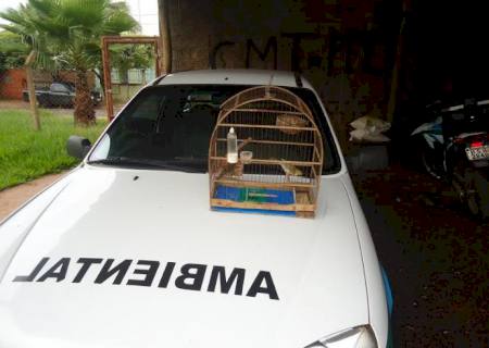 PMA autua traficante preso pela Rotai por manter aves em cativeiro