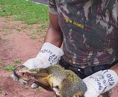 PMA recolhe ao Cras cutia atropelada no Parque dos Poderes