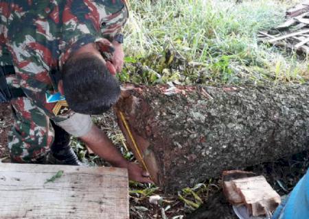 PMA autua comerciante por derrubada e exploração ilegal de madeira protegida por lei