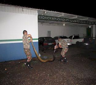 Polícia Ambiental captura sucuri de 6 metros