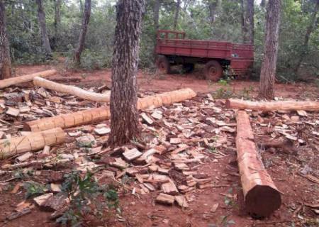 PMA autua fazendeiro por derrubada e exploração ilegal de madeira