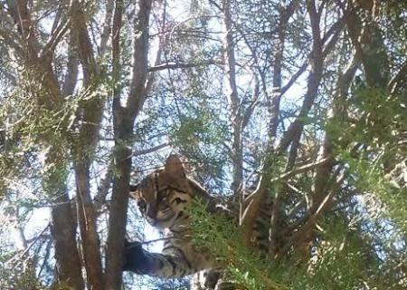 PMA captura Jaguatirica em bairro na Capital