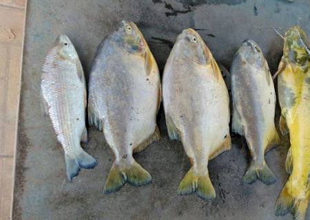 Pescador é flagrado utilizando tarrafa em cachoeira