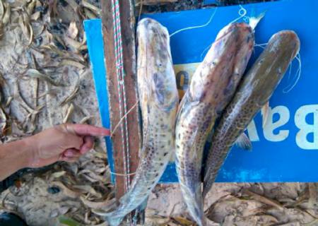 PMA prende pescador por capturar pescado fora da medida e com tarrafa