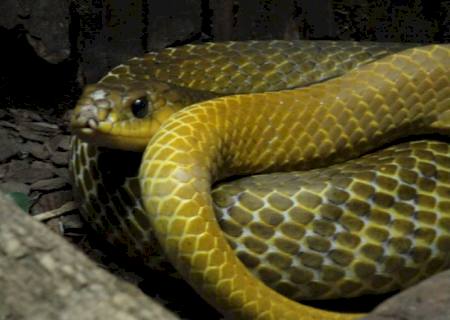 PMA captura serpente dentro de carro em oficina mecânica