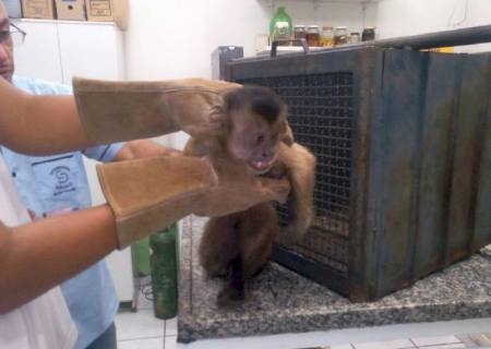 PMA socorre macaco-prego ferido depois de levar choque em rede elétrica