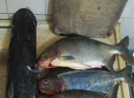 PMA prende pecuarista com pescado ilegal