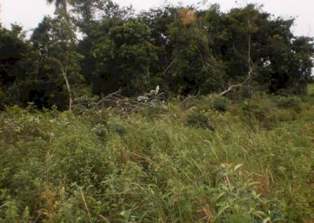 PMA autua arrendatário de fazenda por exploração ilegal de madeira