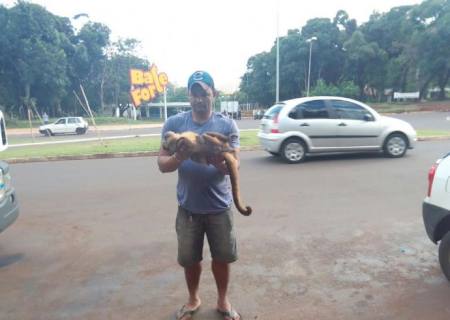 PMA recolhe macaco-prego atropelado na Capital