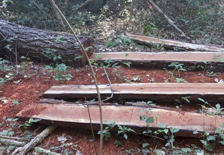 PMA autua dois assentados por exploração ilegal de madeira