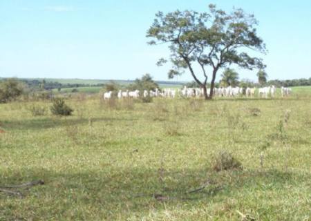 Pecuarista em R$ 315 mil por manter gado destruindo nascentes em fazenda