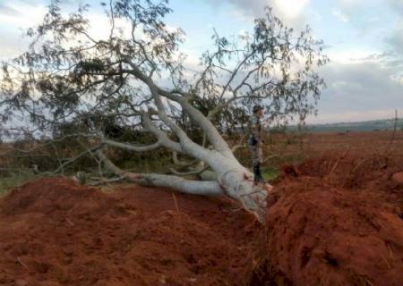 Empresa proprietária de fazenda é multada em R$ 24,6 mil por desmatamento