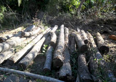 Acusado de exploração de madeira é multado em R$ 8 mil