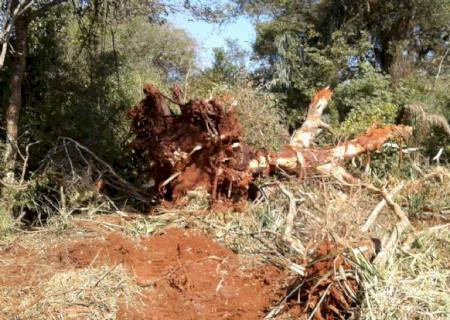 PMA autua proprietário rural por desmatamento sem autorização