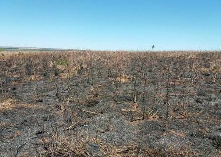 PMA autua agricultor por realizar incêndio em área de agricultura