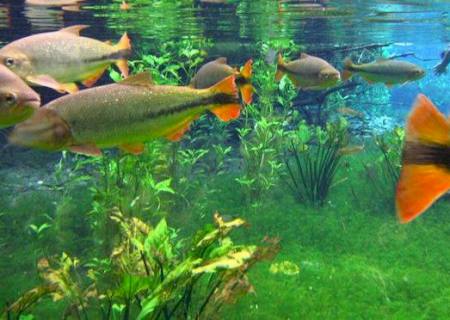 Bonito é eleito o melhor destino de ecoturismo do Brasil pela 14ª vez