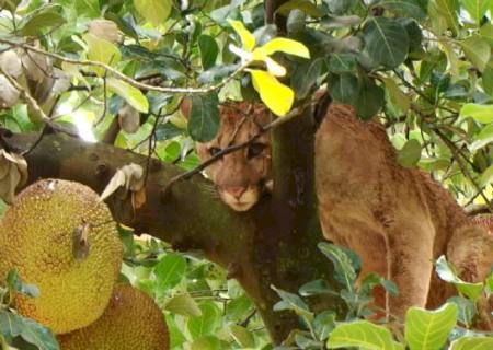 Onça parda é encontra em cima de pé de jaca em Dourados