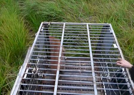 Onça que passou dois dias refugiada em árvore em Dourados foi solta em seu habitat natural