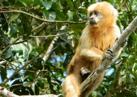 Plano vai proteger espécies ameaçadas no Cerrado e Pantanal