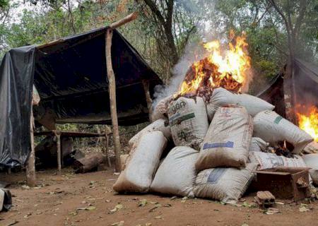 PF destrói 3 mil toneladas de maconha de plantações no Paraguai