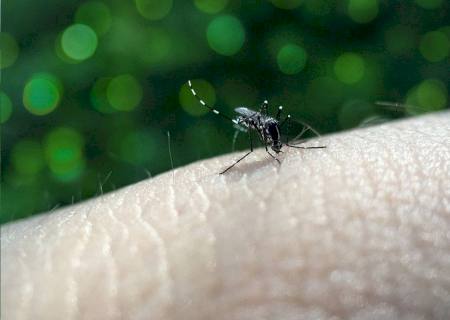 Idoso de 78 anos é a 27° vítima de dengue em MS