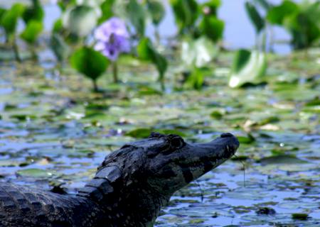 MS 42 anos: Mato Grosso do Sul é referência do Ecoturismo brasileiro