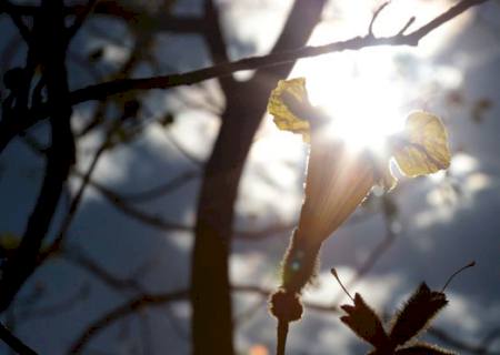 Domingo de tempo firme e calor próximo aos 40°C em Mato Grosso do Sul