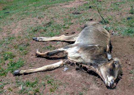 PMA autua paulista por maus-tratos ao deixar 128 cabeças de gado sem alimento causando mortes