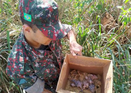 Operação Bocaiúva terminou com seis traficantes presos com 185 aves