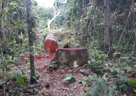 Polícia Ambiental autua motorista suspeito de exploração ilegal e furto de madeira