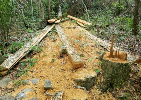 Fazendeiro é multado por exploração de madeira em área protegida de mata ciliar