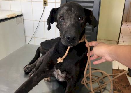 Mulher de Nova Andradina é autuada por maus-tratos a cachorro