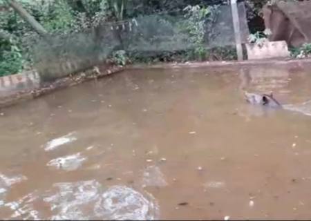 Vídeo: Anta é resgatada depois de cair em tanque de piscicultura