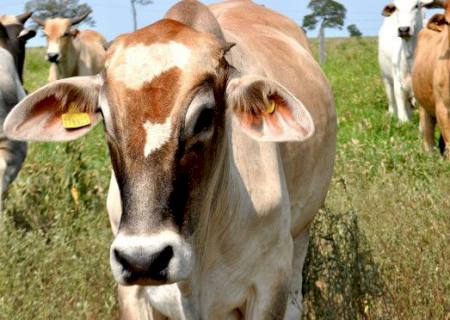 Comunicado da Embrapa Gado de Corte traz dicas de prevenção para pecuaristas